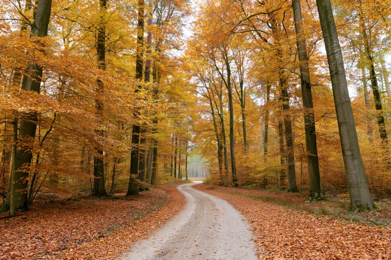 Narrow unpaved road winding through autumn forest with golden trees and fallen leaves