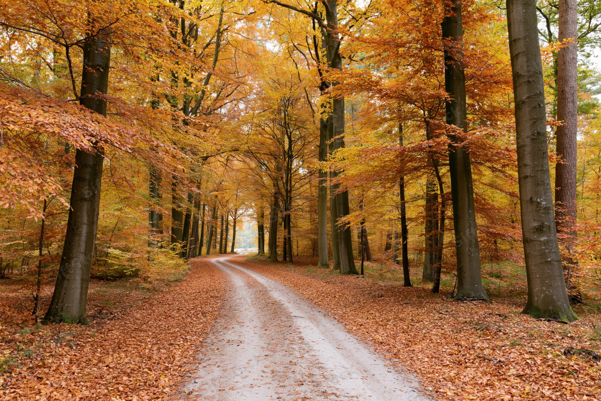 Narrow dirt road winding through autumn forest lined with trees shedding orange leaves