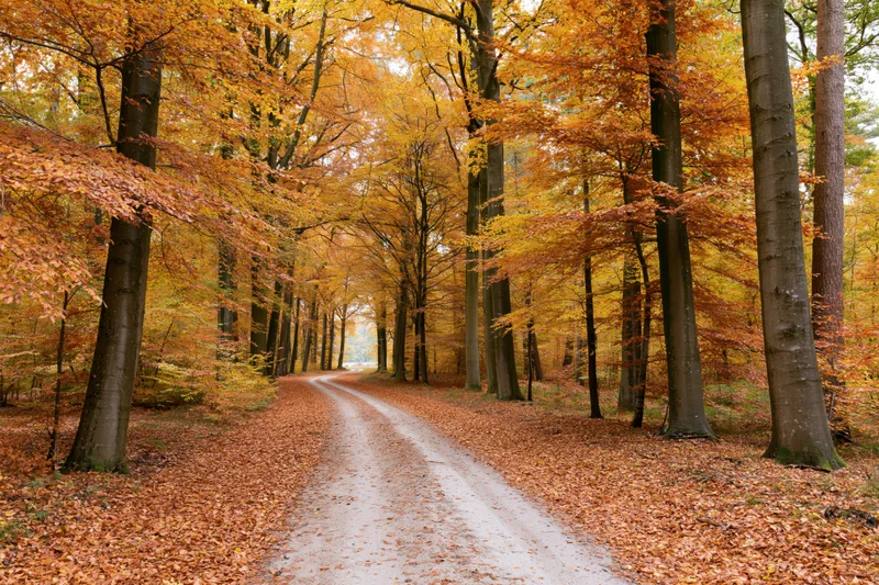 Narrow dirt road winding through autumn forest lined with trees shedding orange leaves