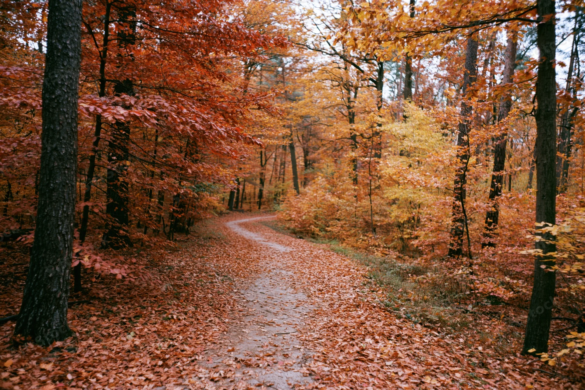 Winding dirt path covered in fallen autumn leaves through dense forest