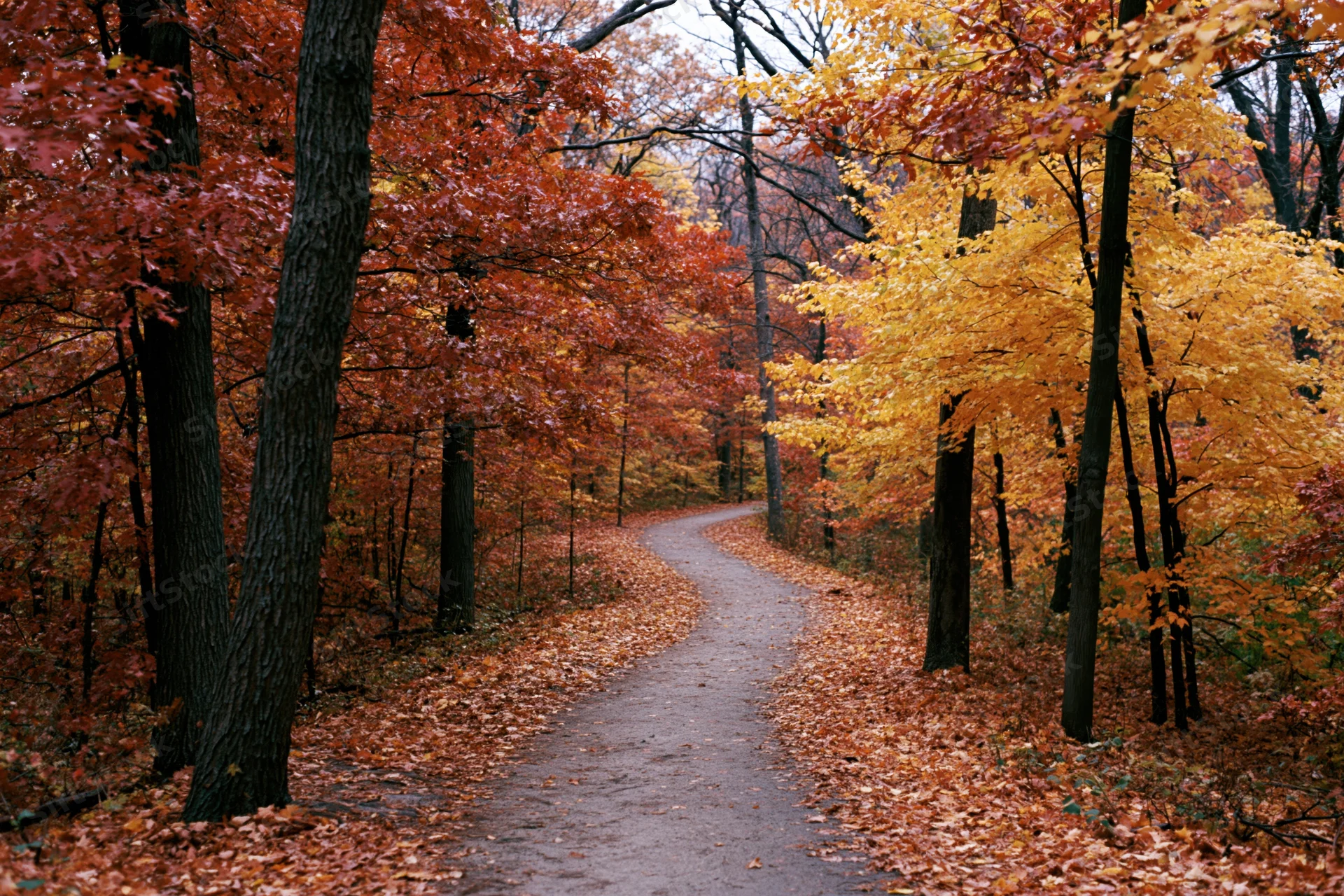 Winding dirt path through autumn forest with colorful foliage and fallen leaves