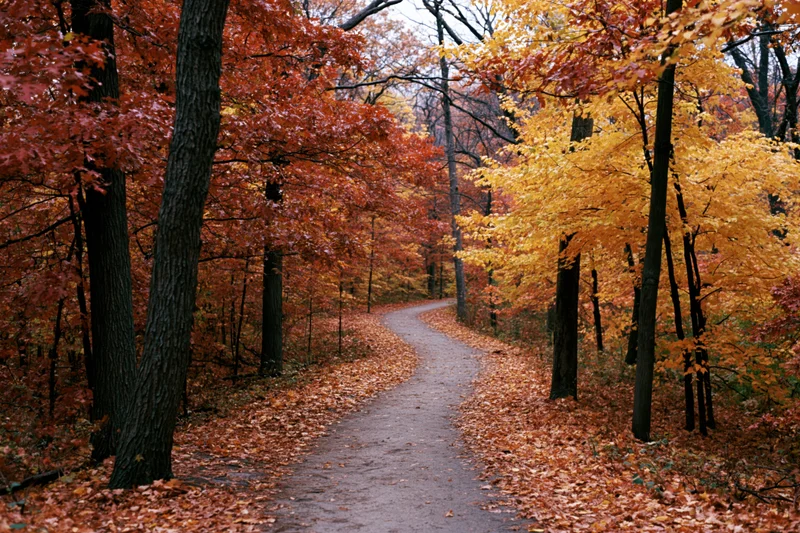 Winding dirt path through autumn forest with colorful foliage and fallen leaves