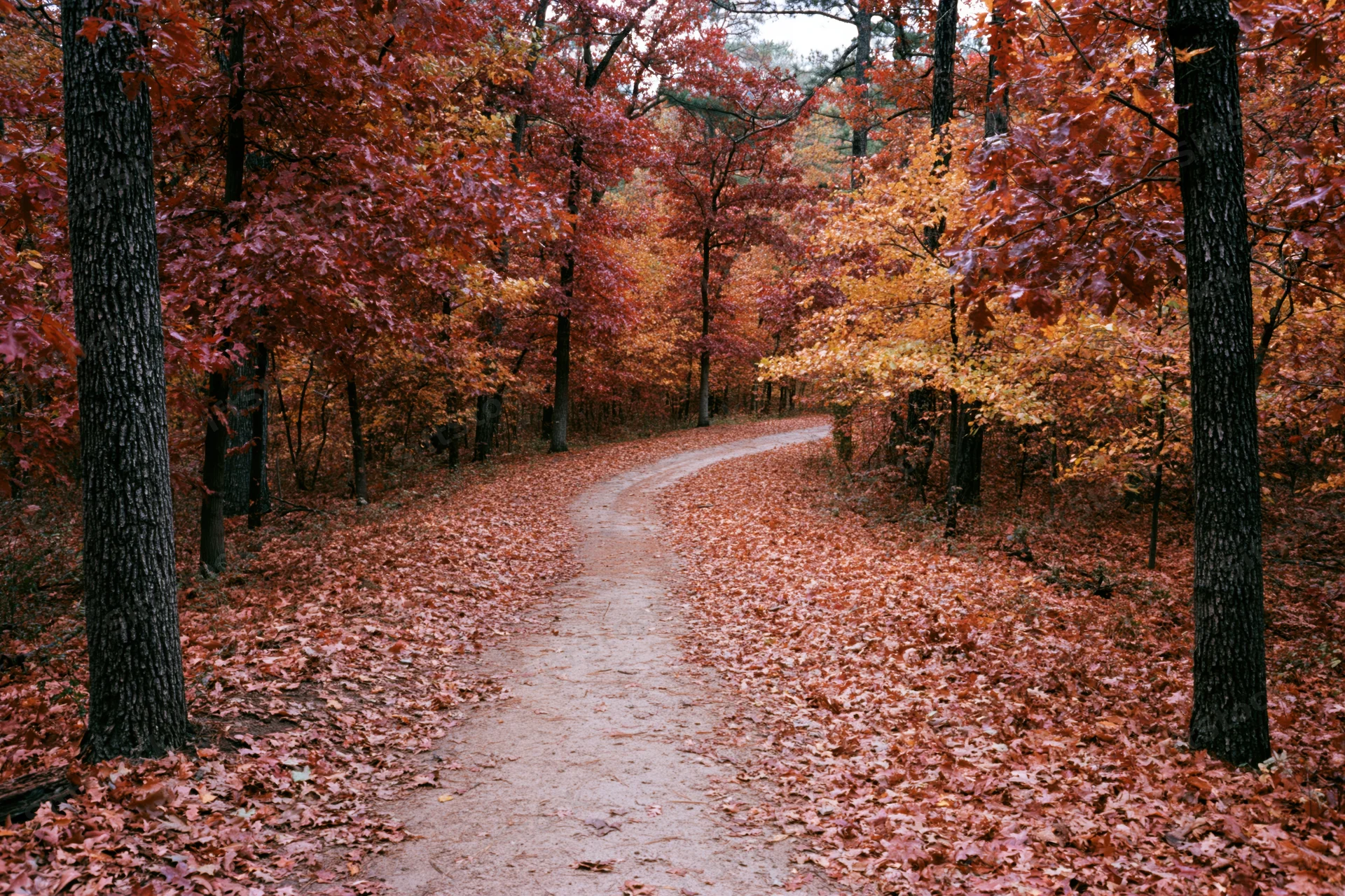 Winding dirt path through dense autumn forest covered in fallen red and orange leaves