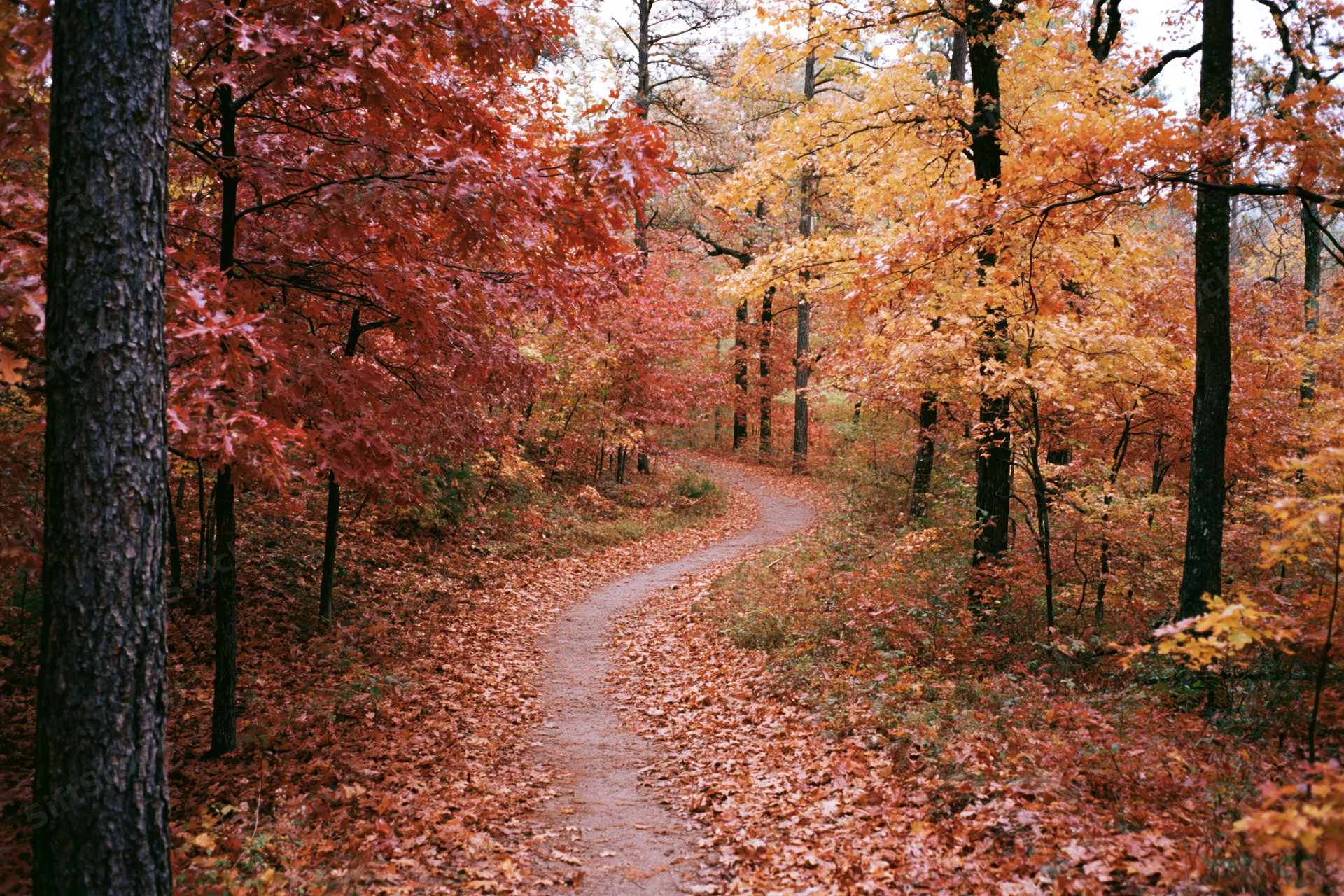 Winding dirt path through autumn forest with colorful foliage and fallen leaves