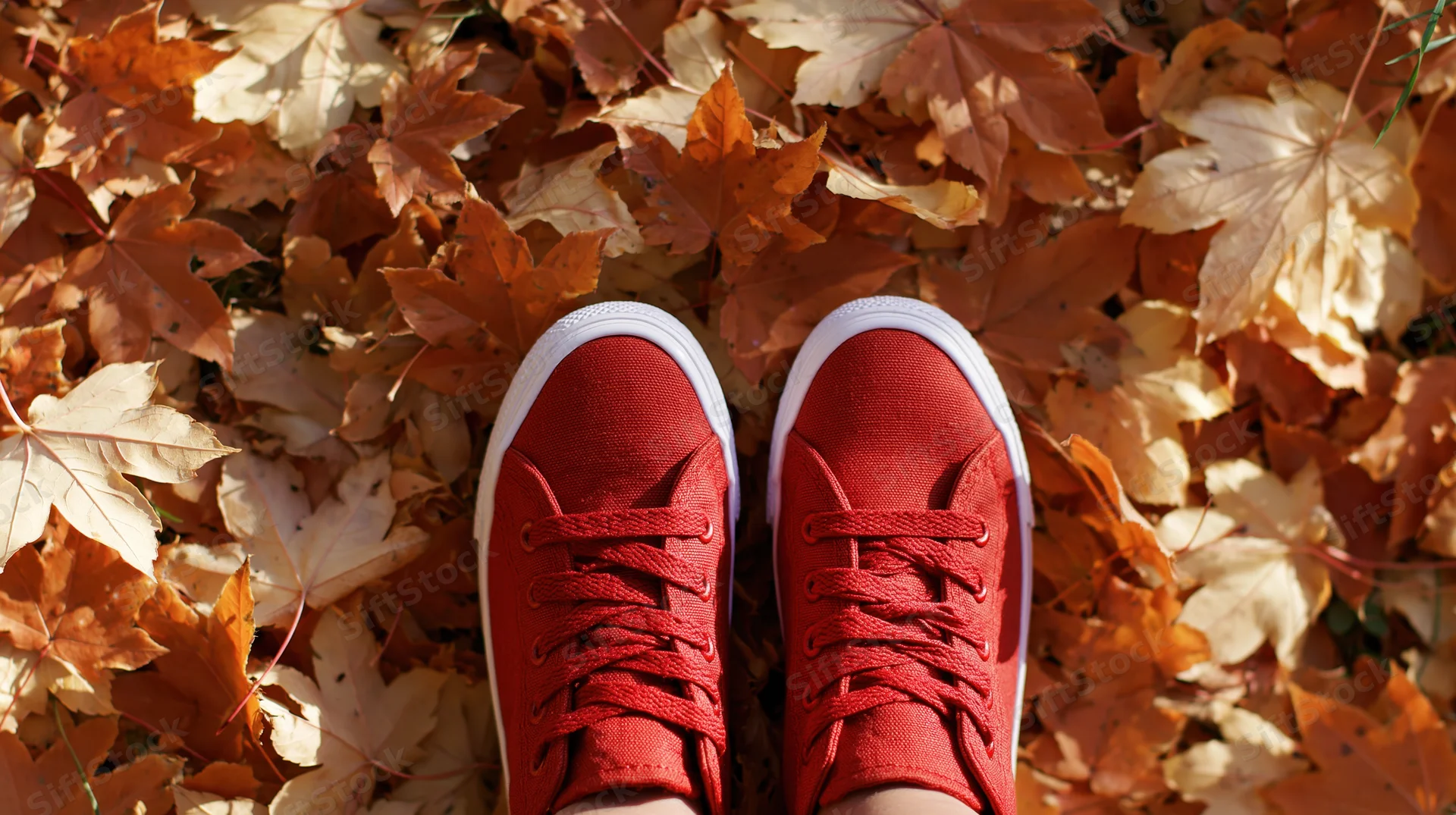 Red canvas sneakers standing still on a carpet of fallen maple leaves in autumn