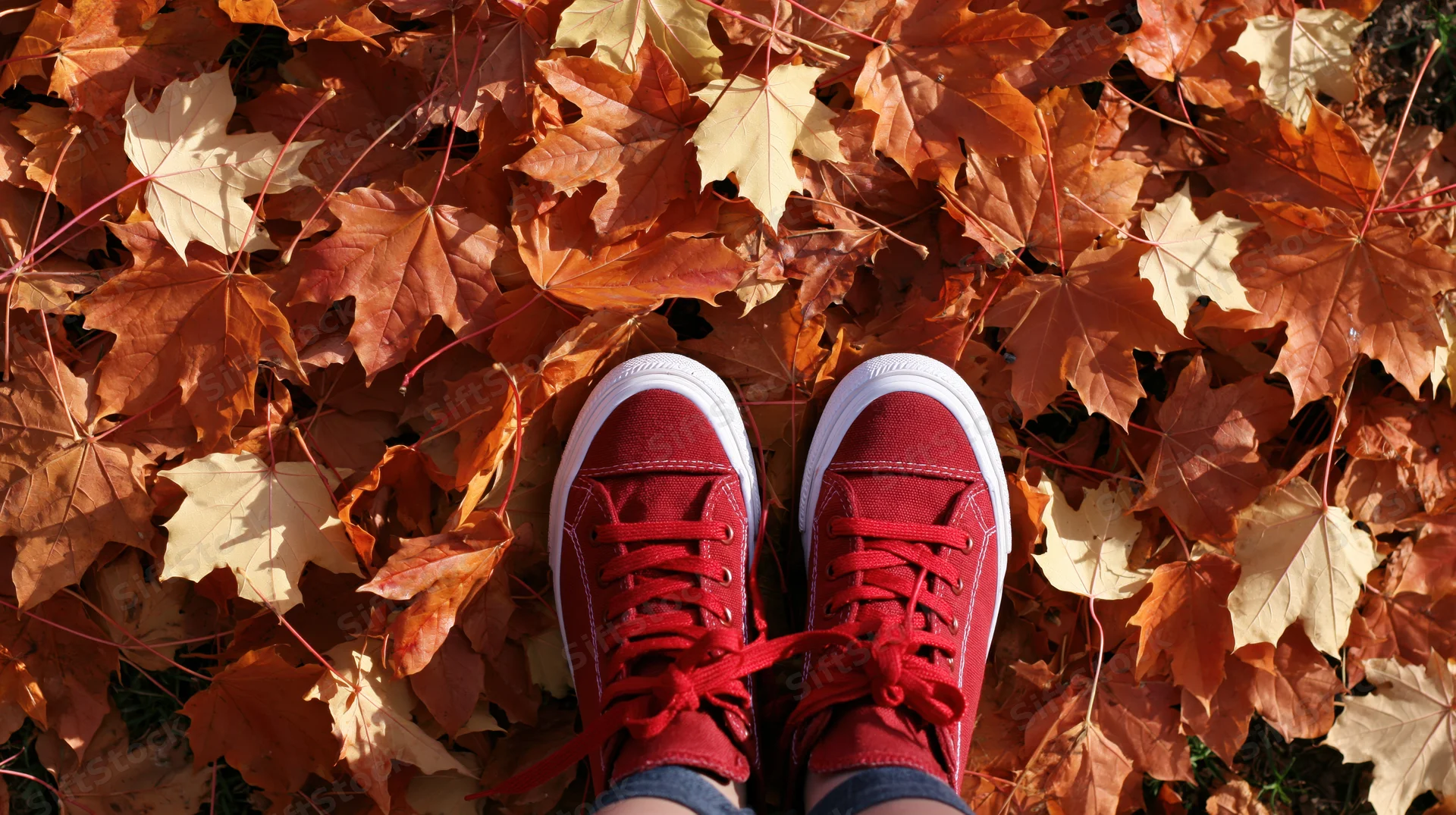 Red canvas sneakers standing on a carpet of fallen autumn maple leaves outdoors
