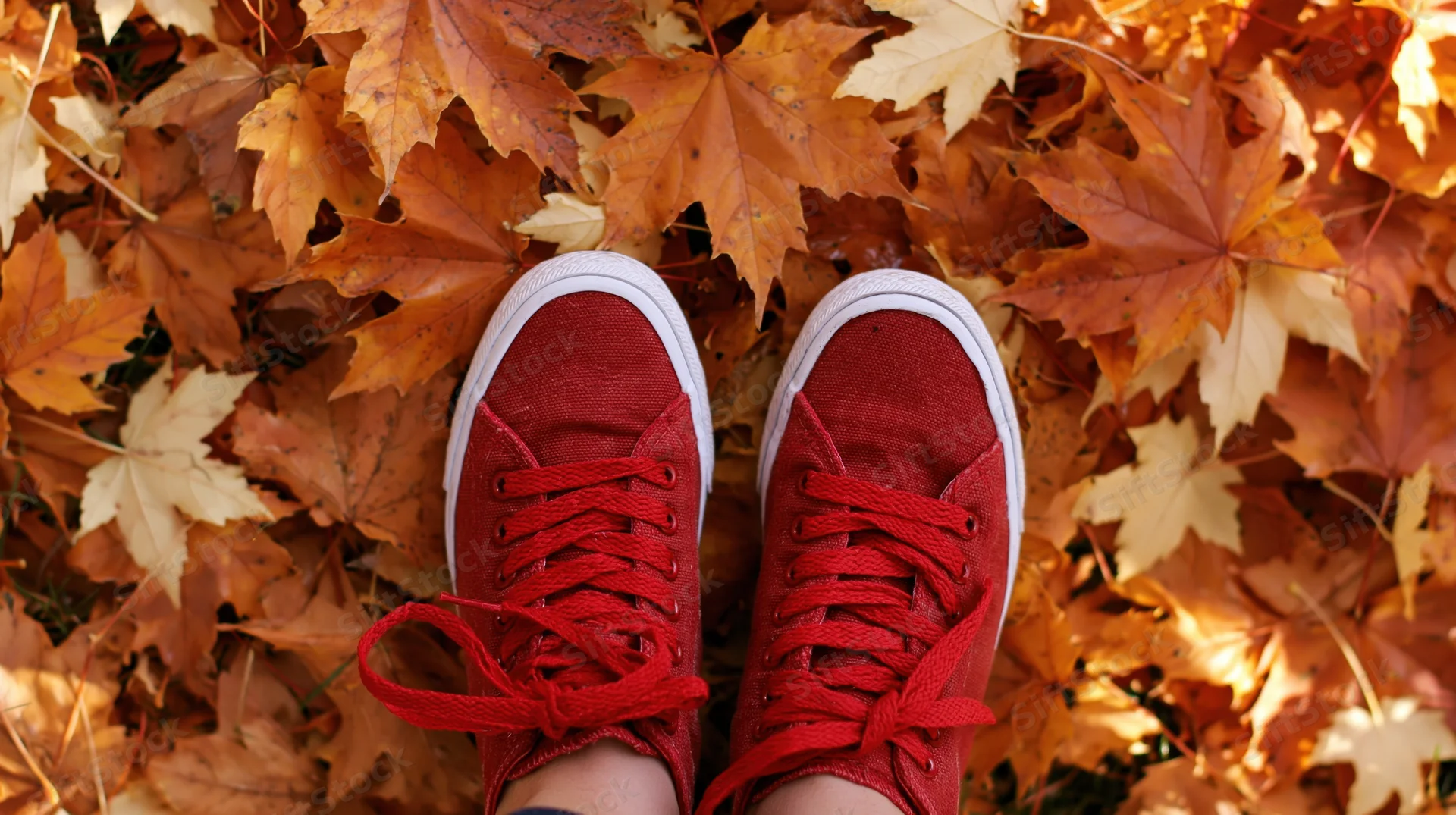Red canvas sneakers standing on a carpet of fallen autumn maple leaves