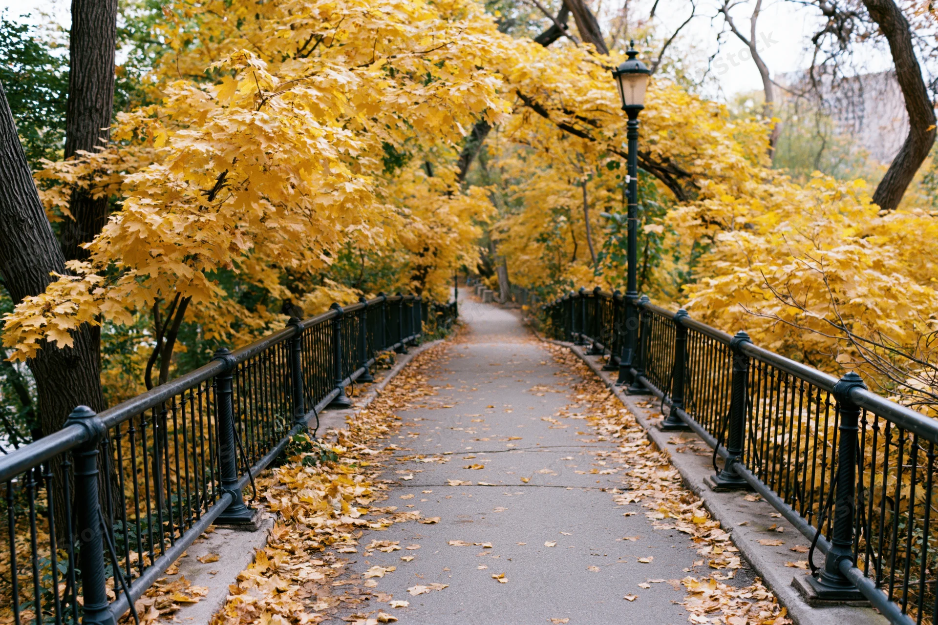 Paved pathway lined with black iron railings and yellow autumn trees in a park