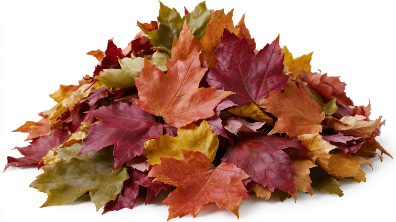 Pile of fallen autumn maple leaves heaped into a mound on white background