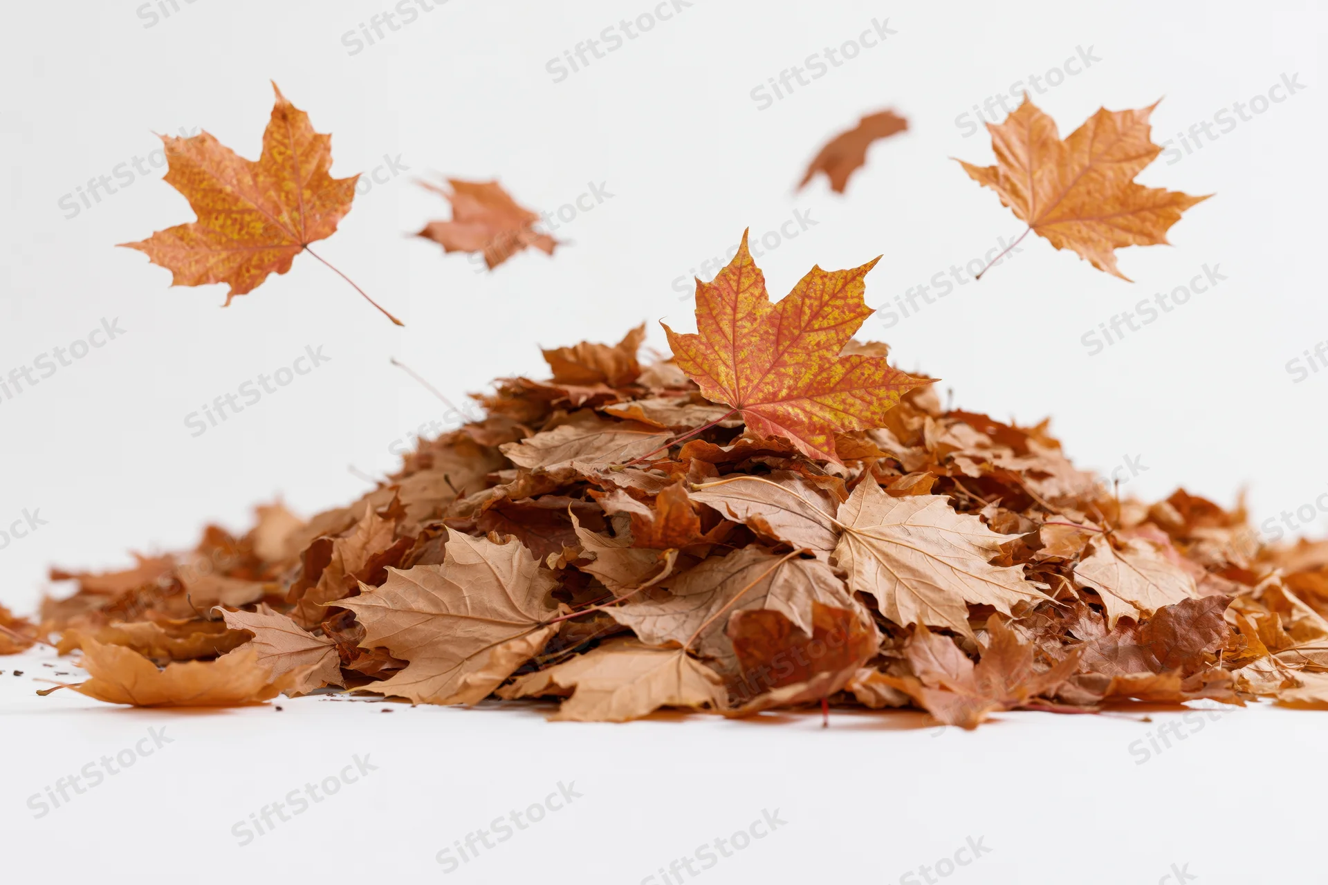 Pile of dried maple leaves with some floating above on white background