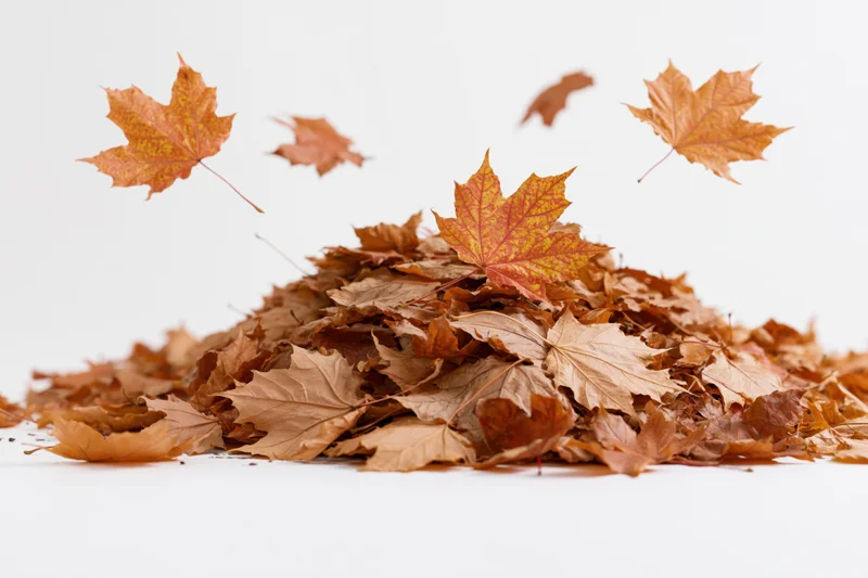 Pile of dried maple leaves with some floating above on white background