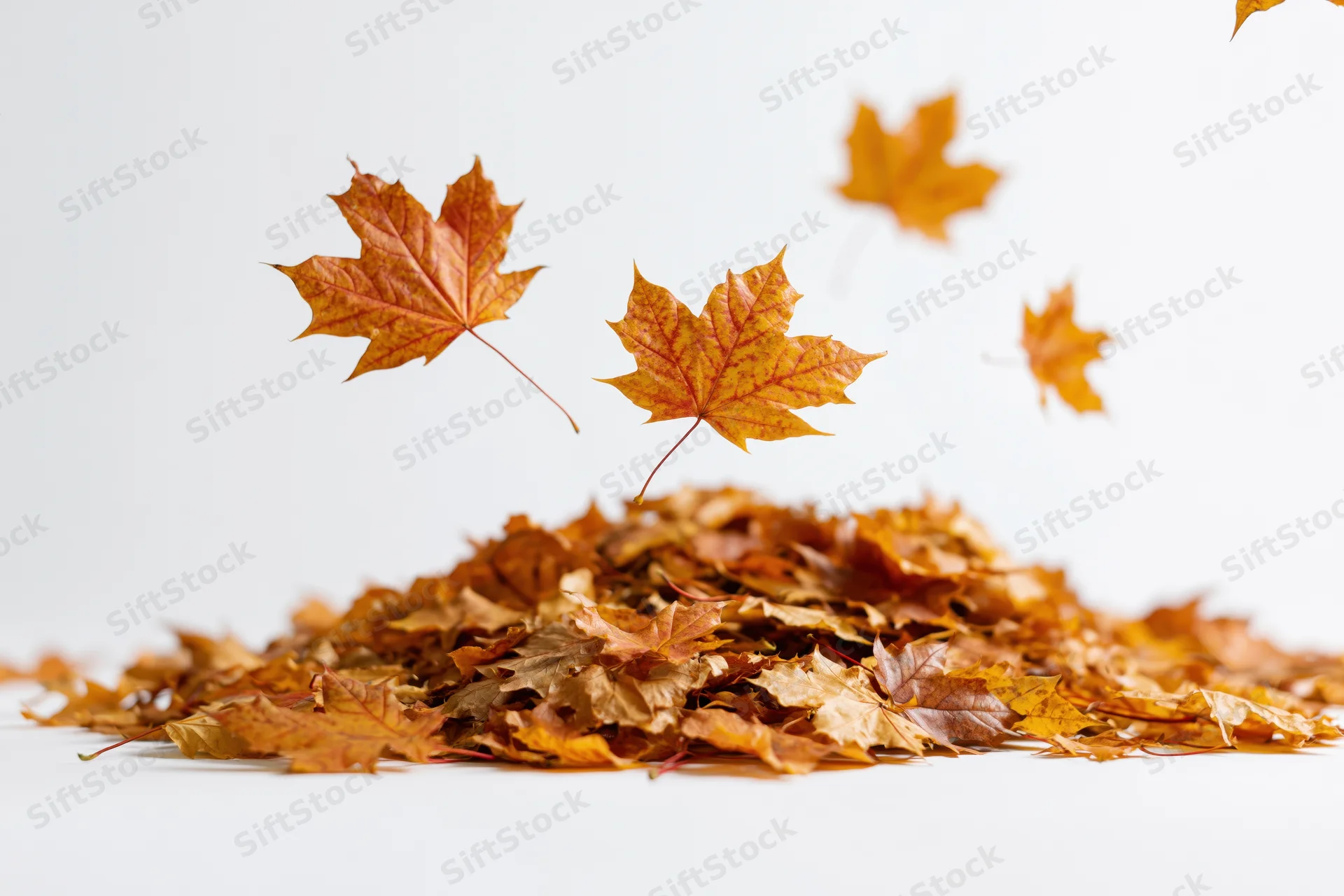 Pile of fallen maple leaves with several leaves floating above on white background