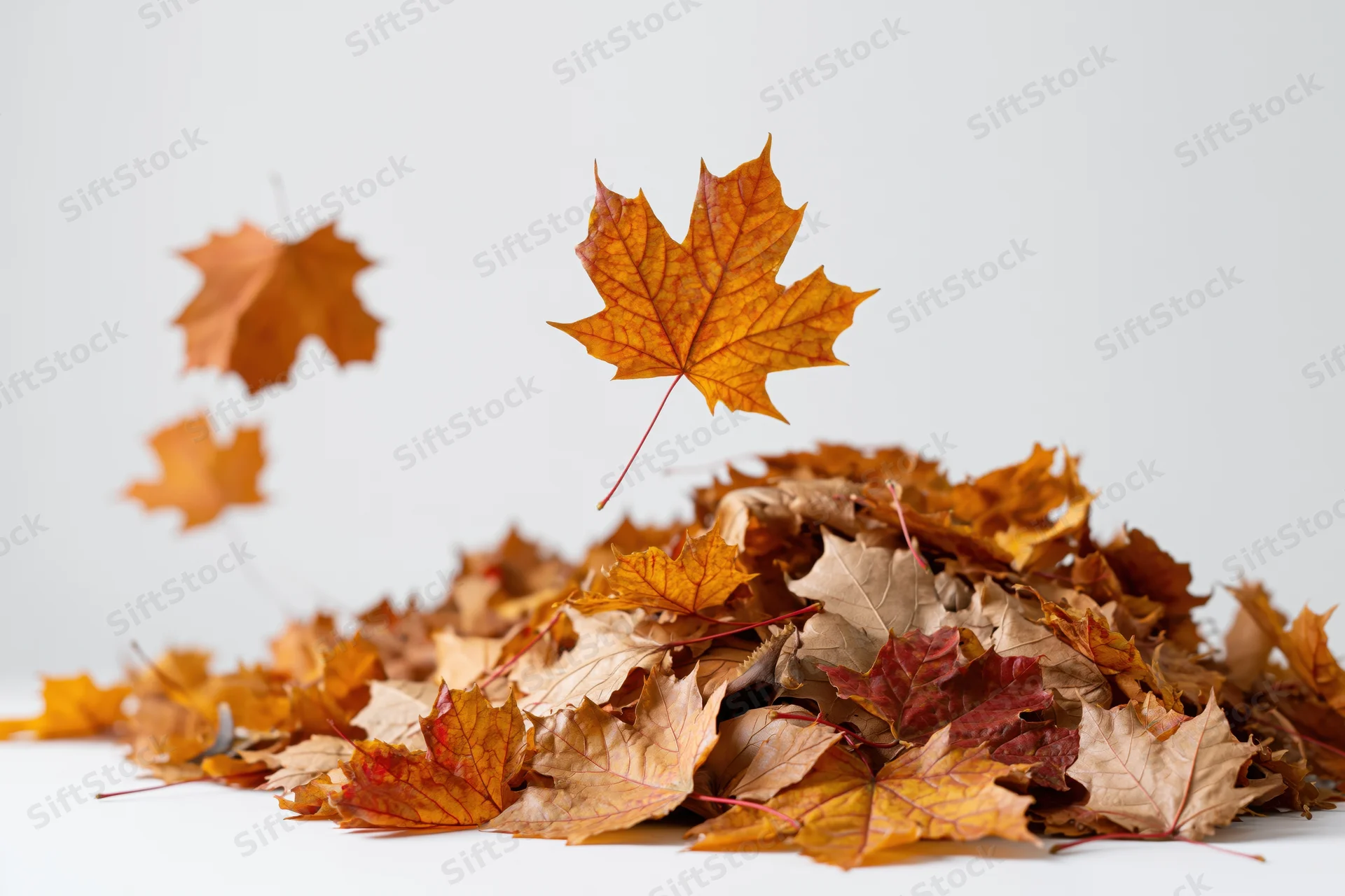 Pile of fallen maple leaves in autumn with several leaves floating above on white background