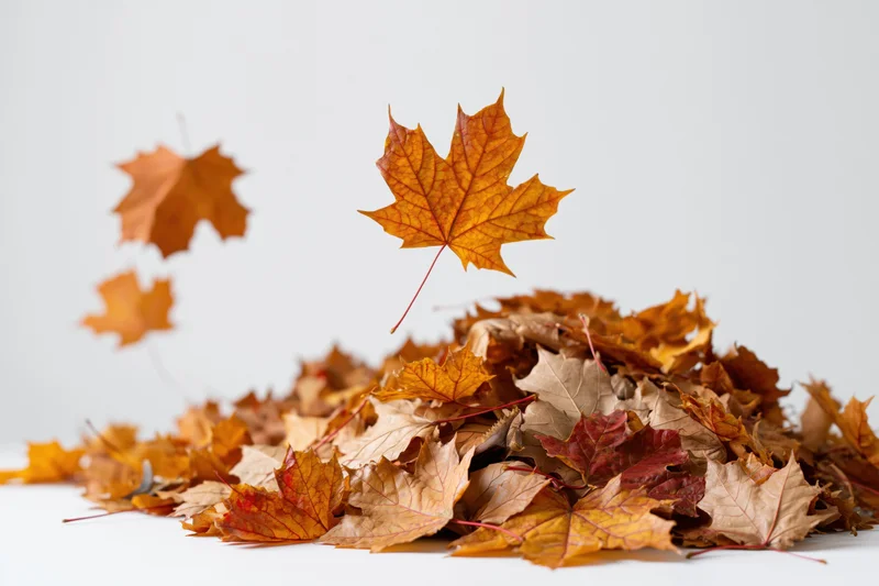 Pile of fallen maple leaves in autumn with scattered leaves