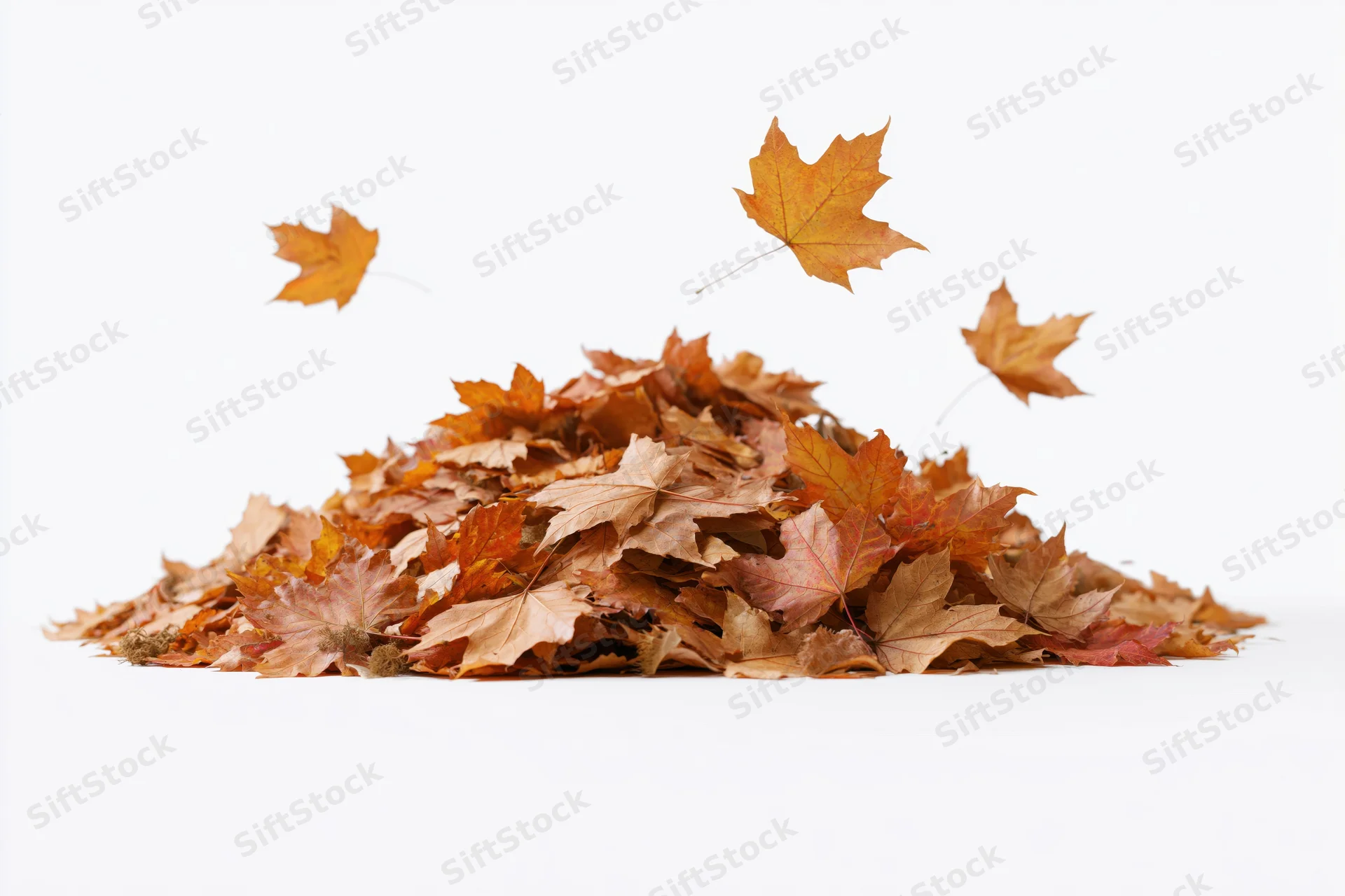 Pile of fallen maple leaves in autumn with some floating above on white background