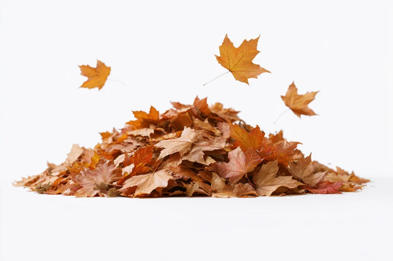 Pile of fallen maple leaves in autumn with some floating above on white background