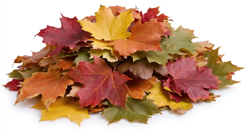 Pile of fallen maple leaves in mixed autumn colors heaped on white background