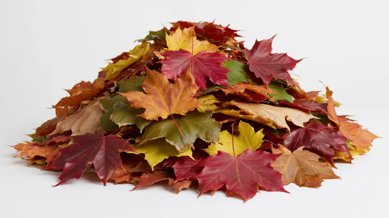 A heap of colorful maple leaves in autumn hues on a white background