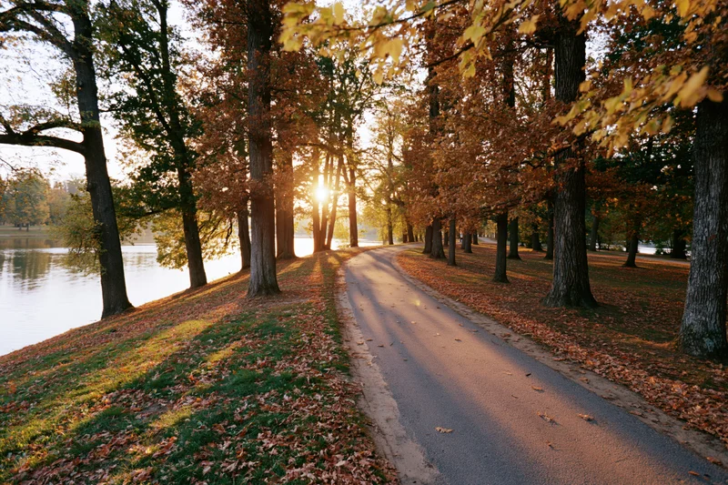 Winding road lined with tall trees in autumn foliage beside a calm lake at sunset