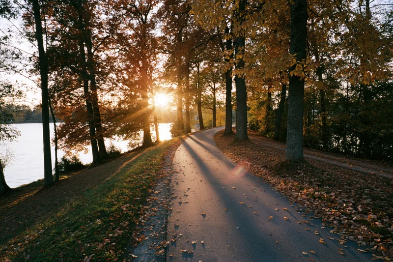 Winding path through autumn trees beside a river at sunset