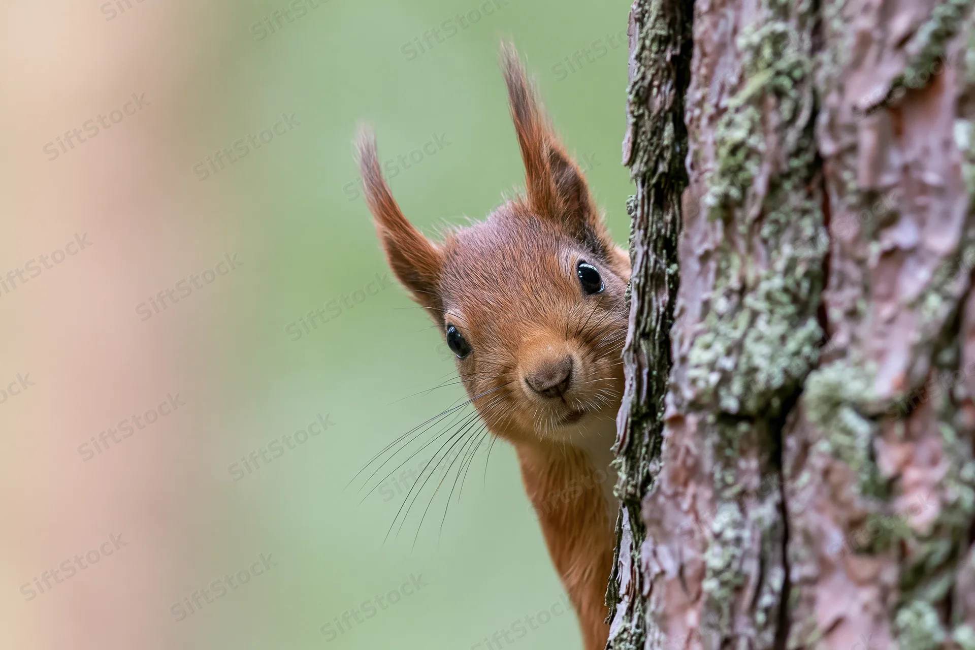 Red squirrel peeking from behind pine tree trunk in forest
