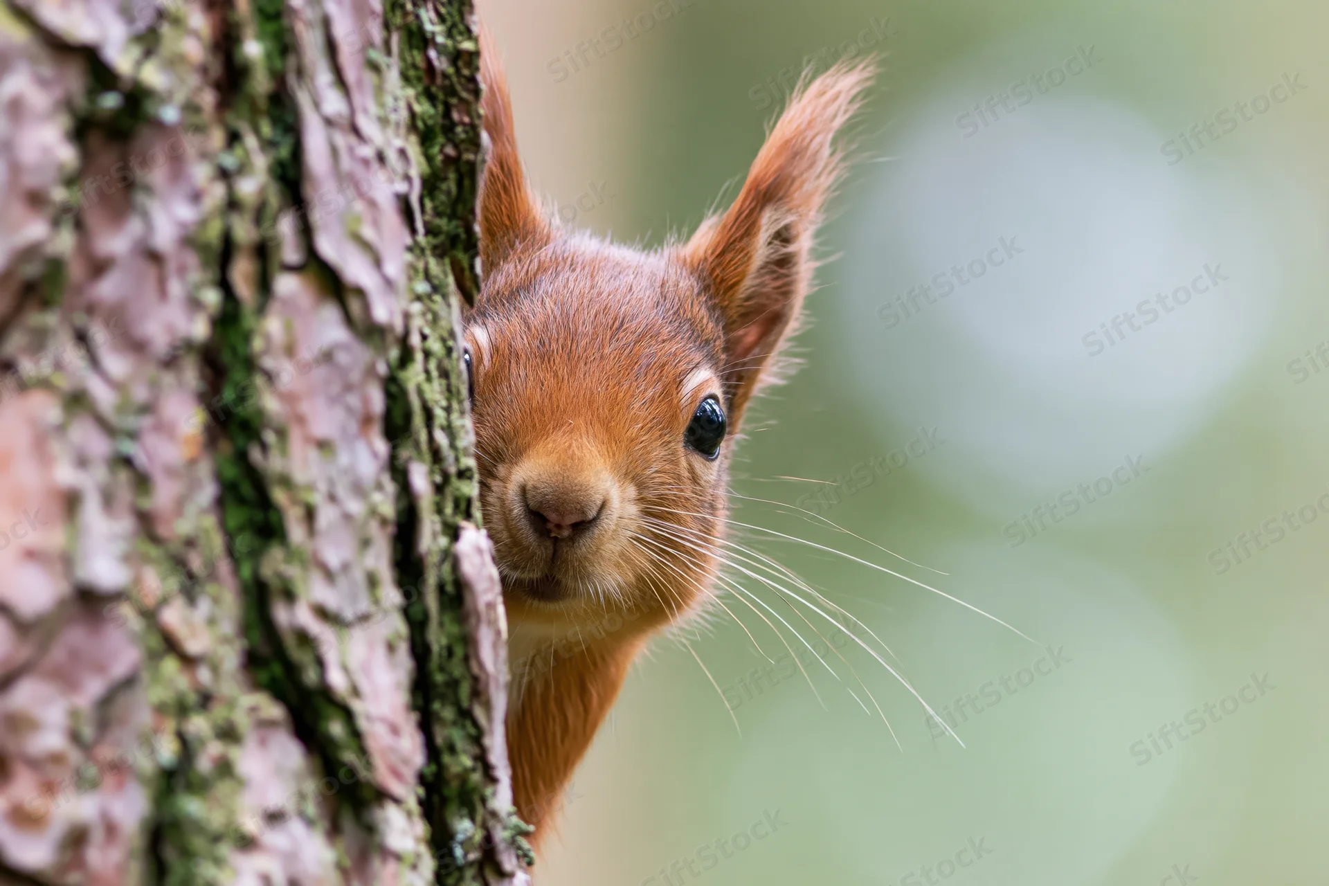 Red squirrel peeking from behind pine tree bark in forest setting