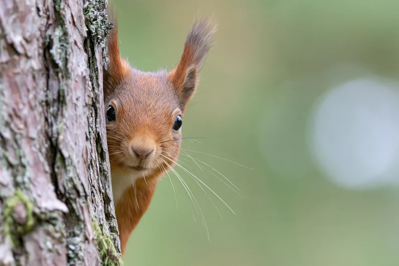 Red squirrel peeking from behind pine tree trunk in forest