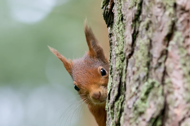 Red squirrel peeking from behind a mossy pine tree trunk in a forest setting