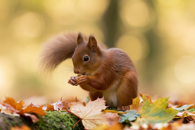 Red squirrel eating a nut on a mossy log surrounded by autumn leaves in a forest