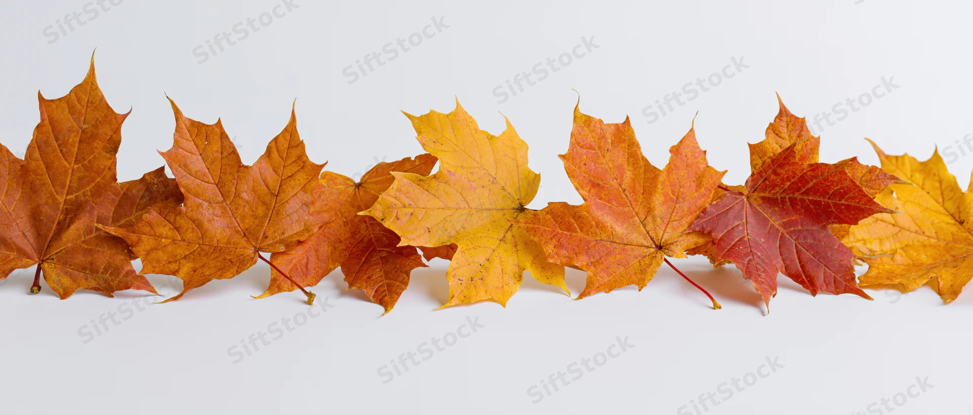 Row of autumn maple leaves arranged along the bottom edge on white background