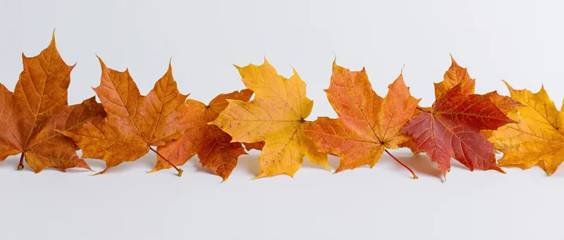 Row of autumn maple leaves arranged along the bottom edge on white background