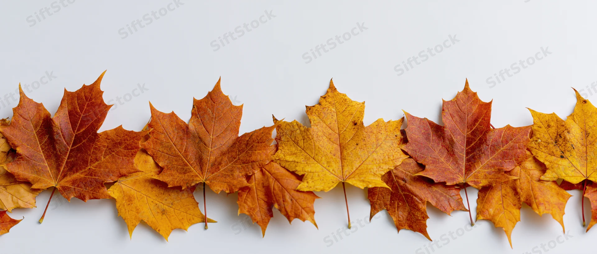 Row of autumn maple leaves arranged along the bottom edge on white background