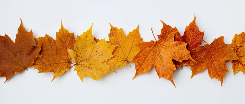 Row of autumn maple leaves arranged horizontally along white background