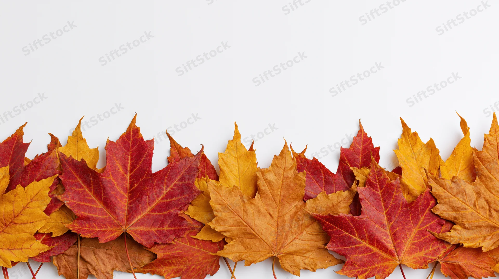 Row of autumn maple leaves arranged horizontally along the bottom edge of a white surface
