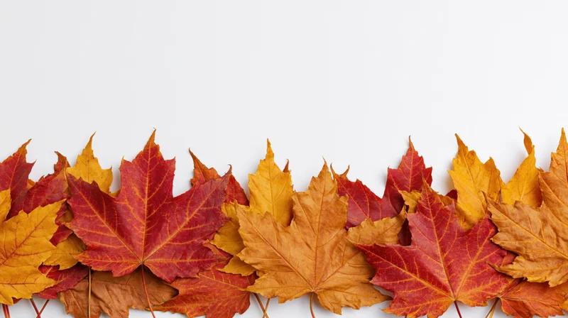 Row of autumn maple leaves arranged horizontally along the bottom edge of a white surface
