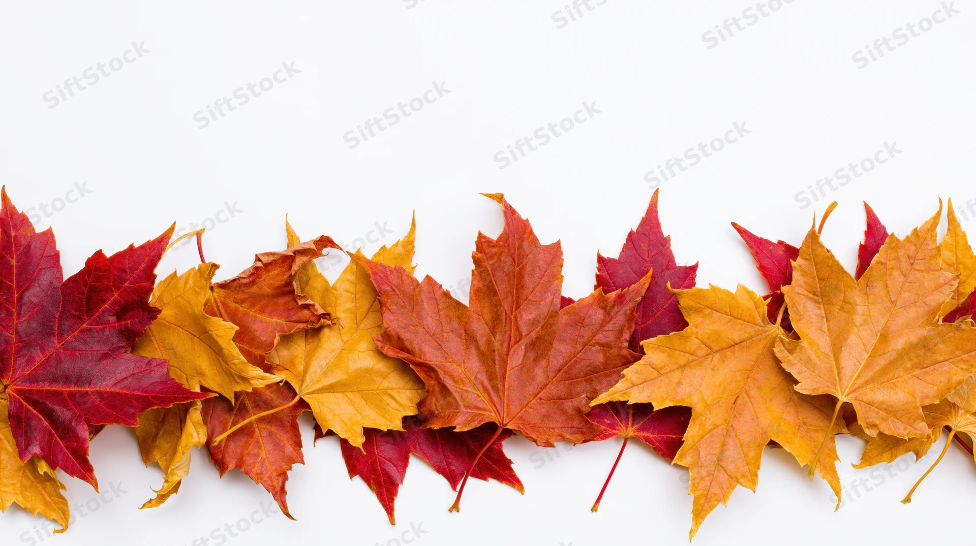 Row of autumn maple leaves arranged horizontally along the bottom edge of a white background
