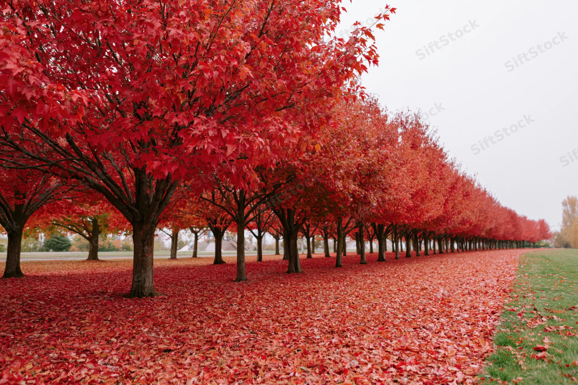 Row of maple trees in peak autumn color lining a park path with red leaves covering the ground
