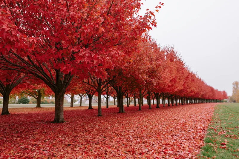 Row of maple trees in peak autumn color lining a park path with red leaves covering the ground