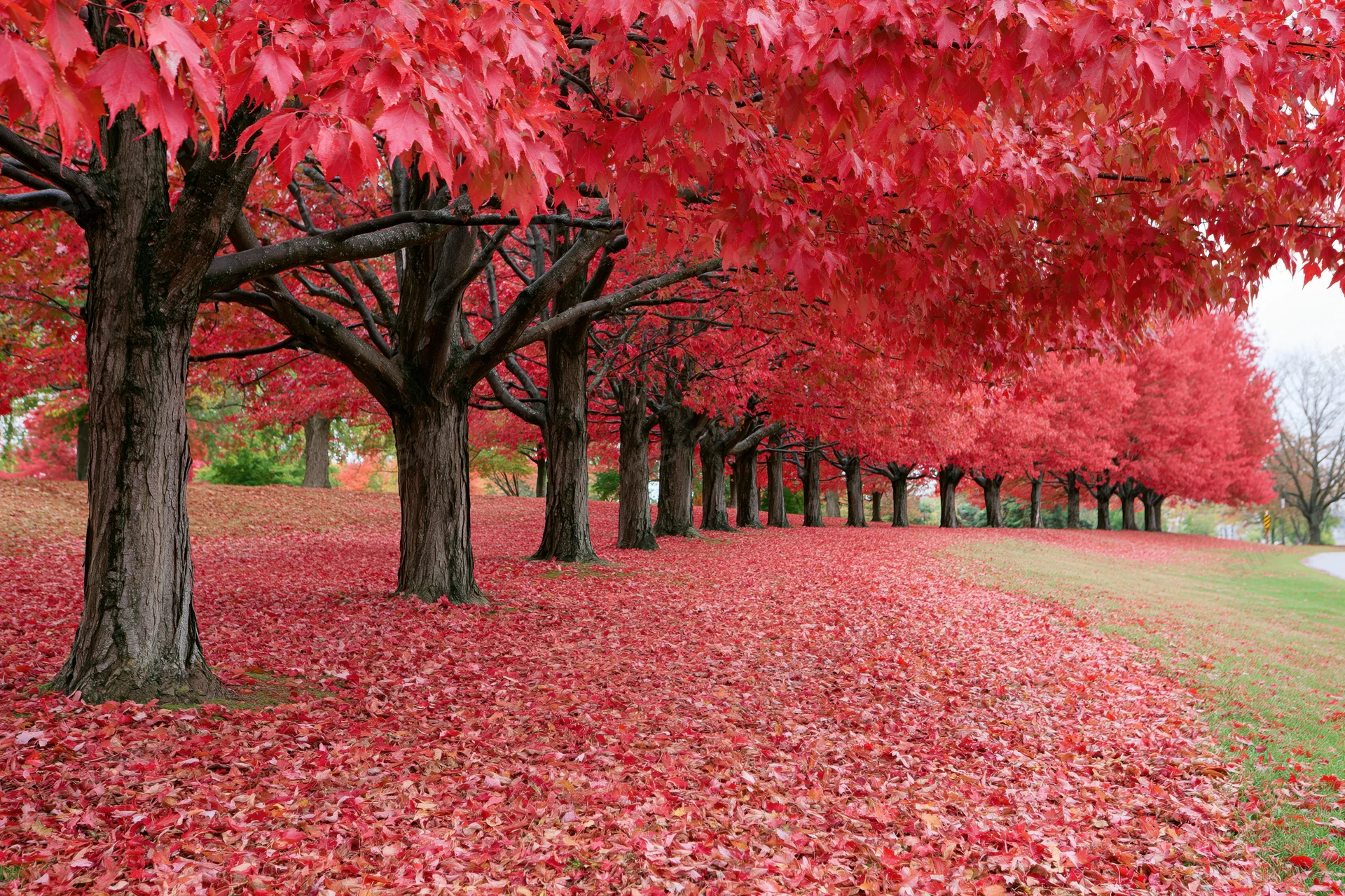 Row of maple trees with red foliage lining a park path in autumn