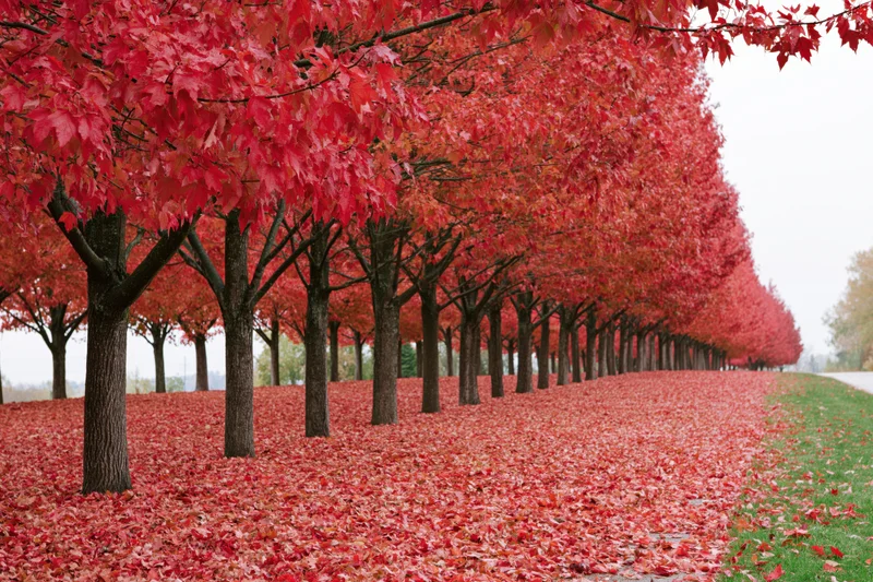 Row of maple trees in peak autumn color lining a park path with red leaves covering the ground