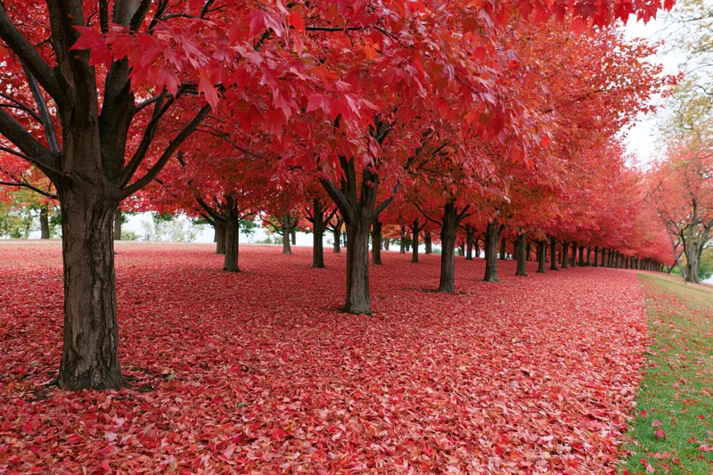 Row of maple trees with red autumn foliage lining a park path covered in fallen leaves