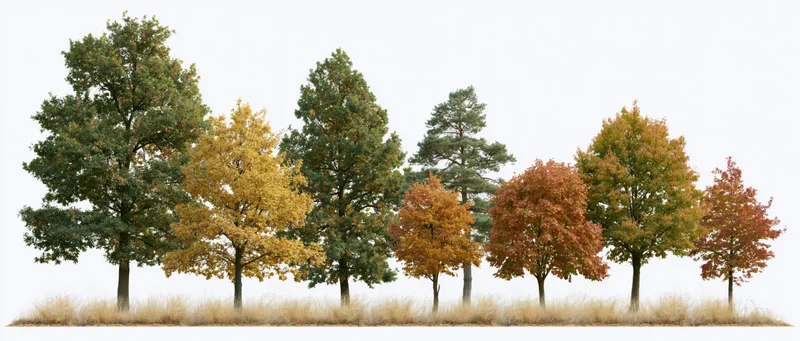 Row of mixed deciduous trees in peak autumn foliage with dry grass at base against white background