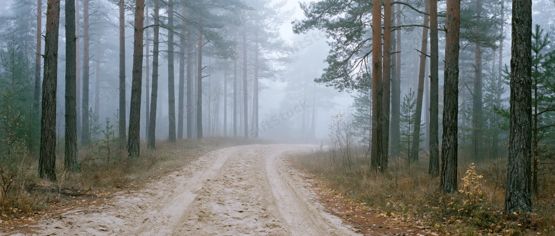 Sandy dirt road curving through pine forest in foggy autumn landscape