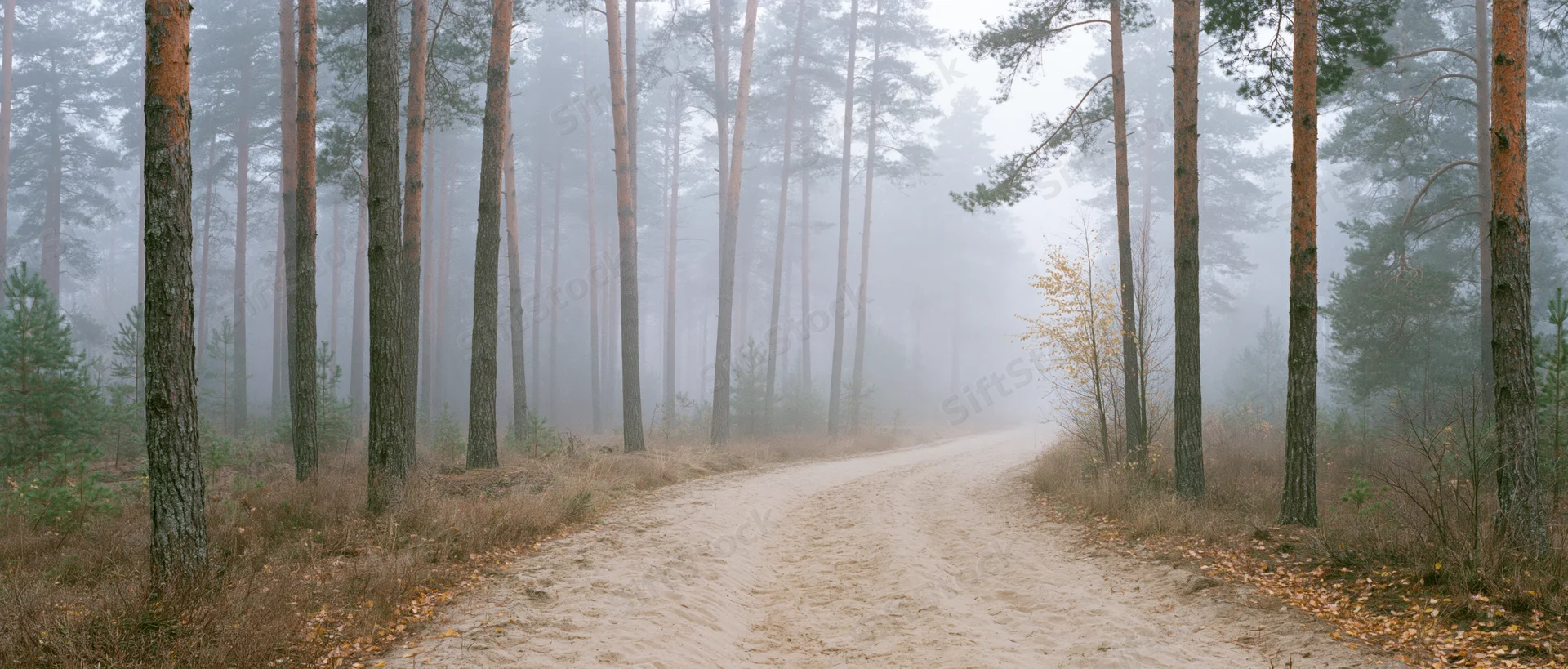 Sandy dirt road curving through pine forest in foggy autumn landscape