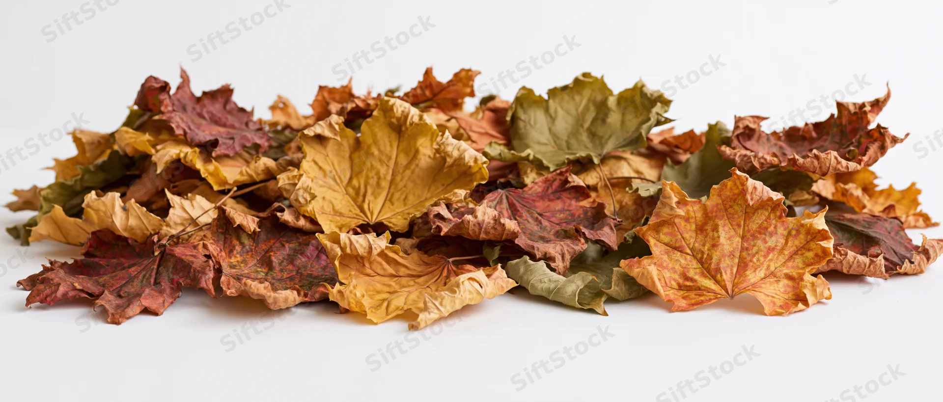 Scattered pile of dried maple leaves lying flat on white background