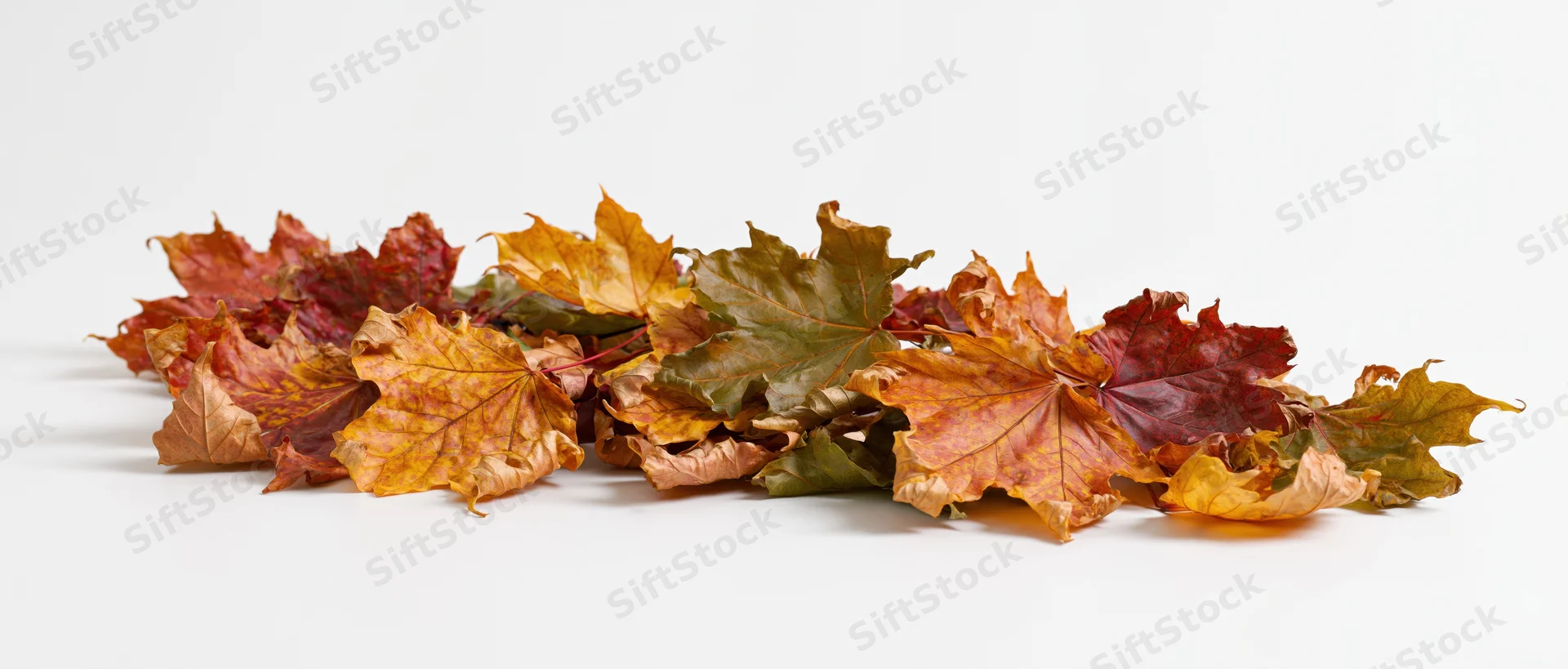 Scattered pile of dried autumn maple leaves lying flat on white background