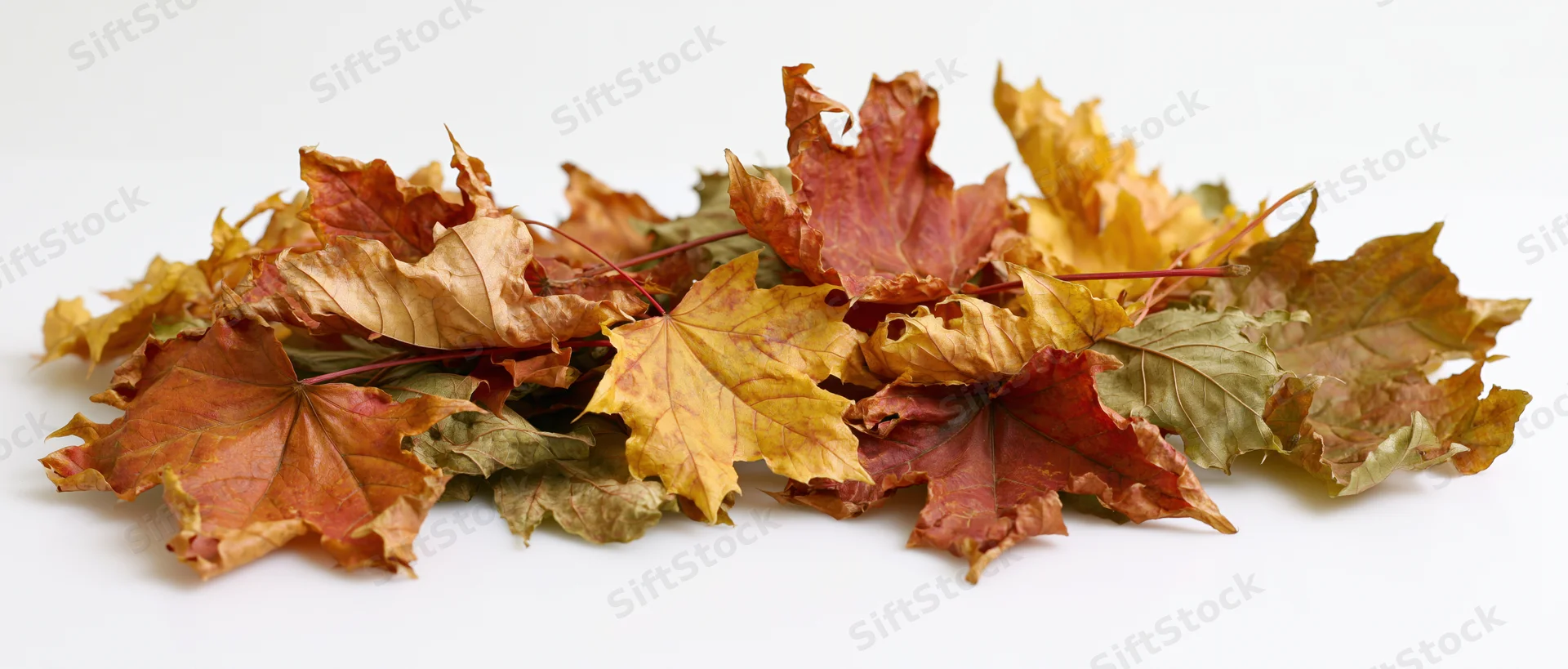 Scattered pile of dried autumn maple leaves lying flat on white background