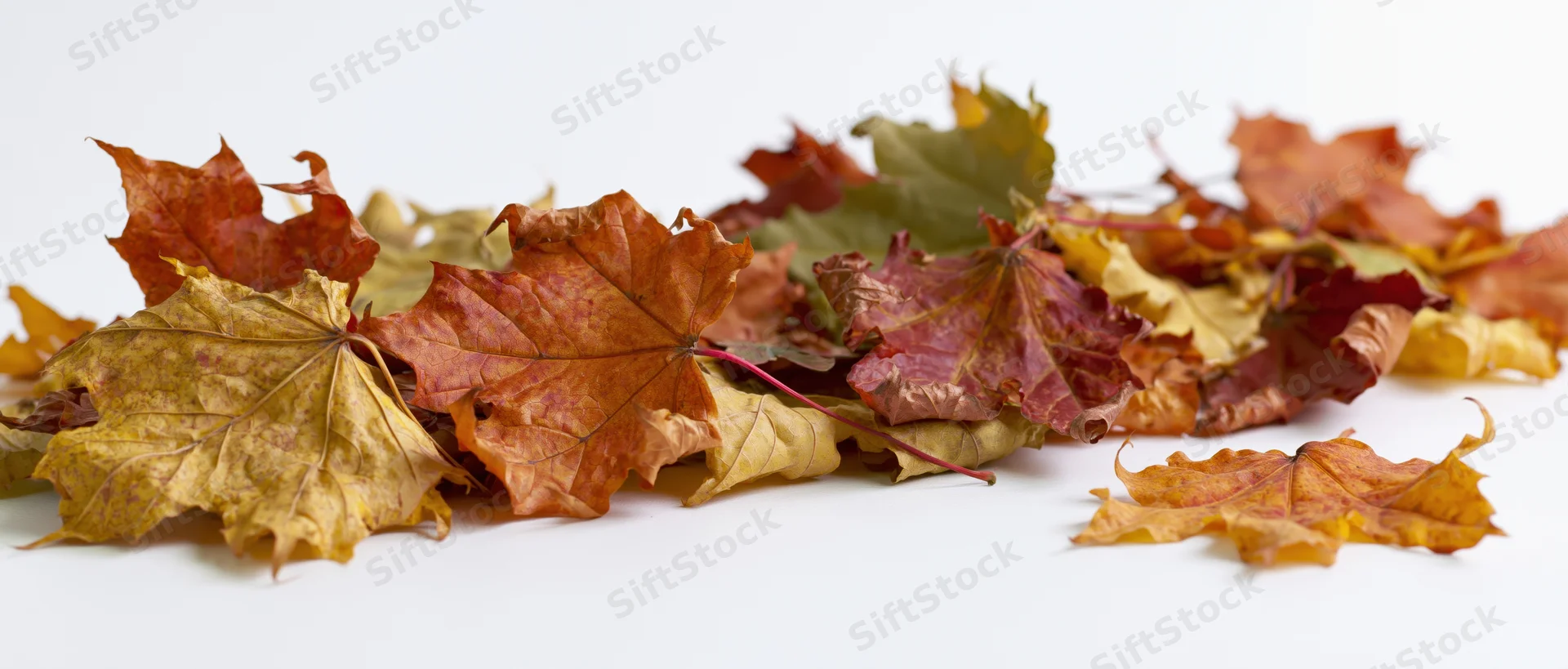 Dried maple leaves scattered flat on white background