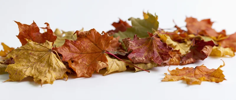 Dried maple leaves scattered flat on white background