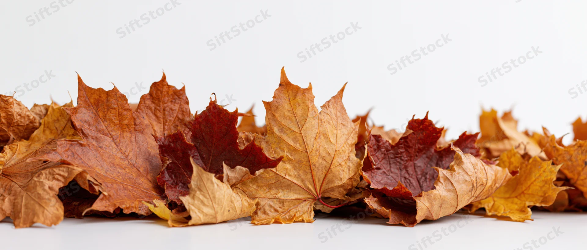 Scattered dry maple leaves arranged in a row on a white surface